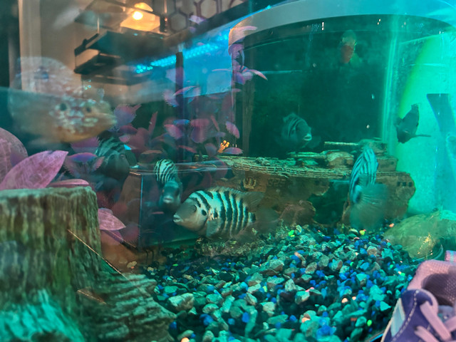 Convict Cichlids  in Fish for Rehoming in London - Image 3