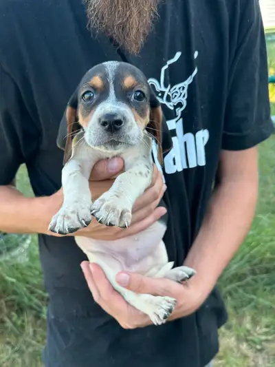 basset hound x coonhound puppies looking for homes!, View more