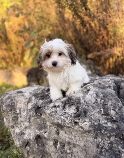 Malshi puppy boy, View more