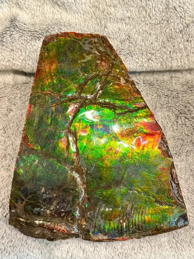 huge ammonite/ammolite display in Arts & Collectibles in Lethbridge - Image 8