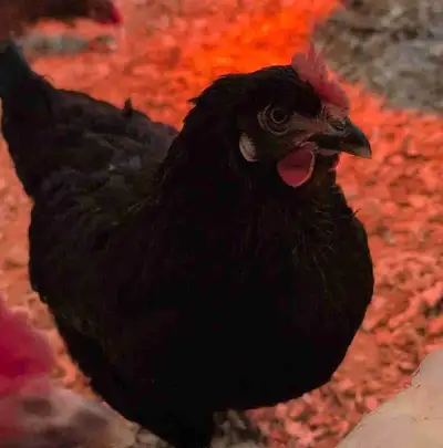 Nées le 31 juillet 2025. Gens responsables avec installations sécuritaires SVP Elles pondent presque...