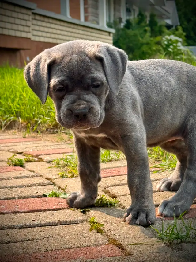 Cane Corso in Dogs & Puppies for Rehoming in City of Montréal - Image 16
