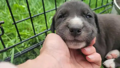 6 puppies availble. Lab/st. Bernard mix., View more