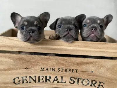 French Bulldog puppies, View more