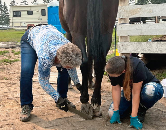 Hoof Trimming Clinic in Balgonie, SK - August 15-18, 2024 in Equestrian & Livestock Accessories in Regina
