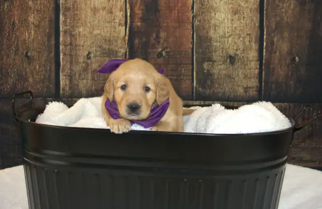 CKC Registered Golden Retriever Puppies in Dogs & Puppies for Rehoming in Cambridge - Image 7
