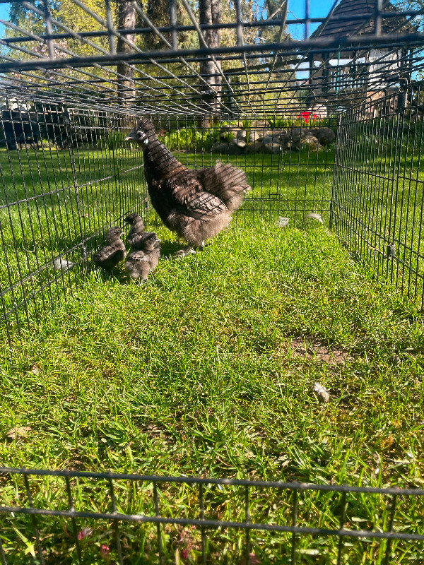 SILKIE CHICKENS in Livestock in Abbotsford - Image 2