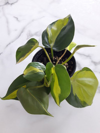 Philodendron Brasil (Indoor Plant)