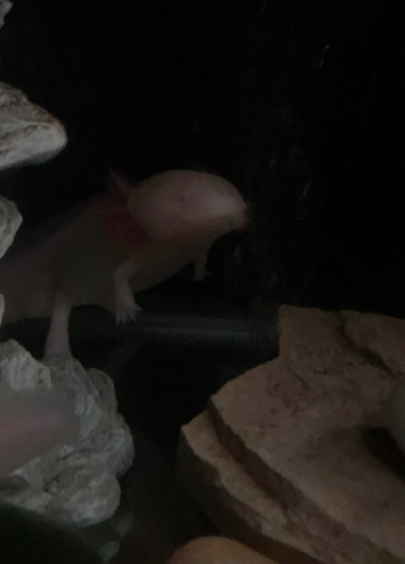 55 gal tank, stand, two axolotls (male and female) Fish for Rehoming