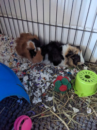 3 weeks guinea pig babies