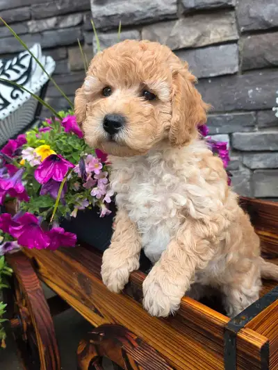 1 beautiful Minature Poodle pup is ready for his furever home! A true hypoallergenic, nonshedding br...