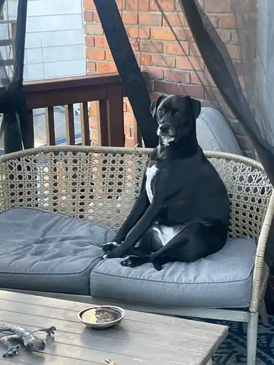 loving dog needs new home or temporary foster, View more