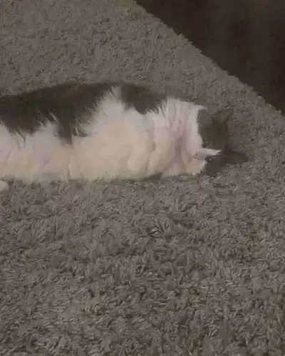 rehoming cat at owner moving.   FREE   , View more
