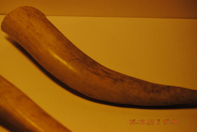 Deer Antler Horn 3 X Ends in Arts & Collectibles in Vancouver - Image 3