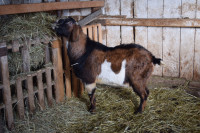 Goat Buck for sale