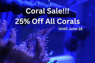 Coral Frags, View more