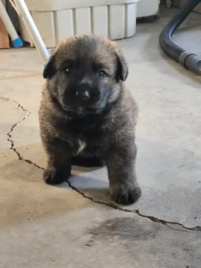 Beautiful German Shepperd mixed-breed puppies available., View more