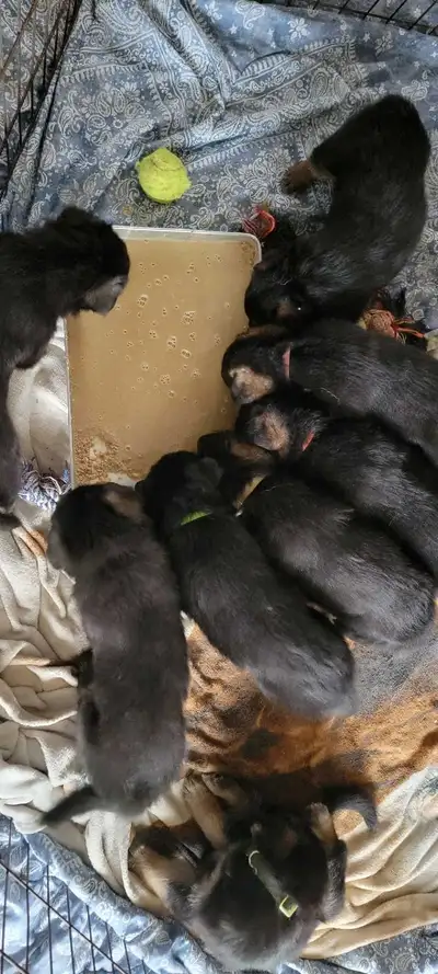 German shepherd puppies , View more