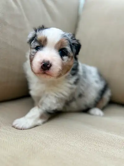 Beautiful CKC Australian Shepherd puppy, View more