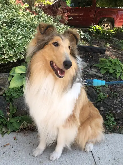 Stunning CKC Rough Collie Puppies ~ Summer '25 in Dogs & Puppies for Rehoming in Cambridge - Image 4