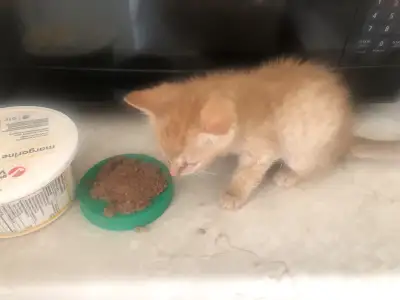 orange kittens, View more