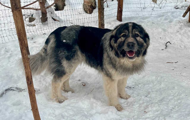 Caucasian Shepherd puppies for sale in Dogs & Puppies for Rehoming in Prince George - Image 4