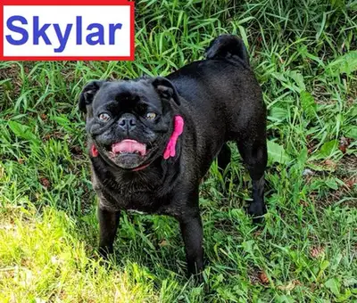 2 Amazing Adult Female Pugs For Adoption, View more