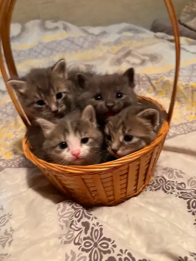 Manx & Siamese x kittens, View more