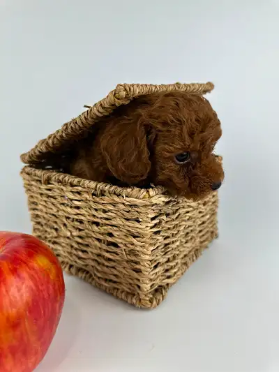 Red Teddy Poodle puppies will be very small. Dad weighs 2 kg, mom weighs 2.5 kg. Korean bloodlines....