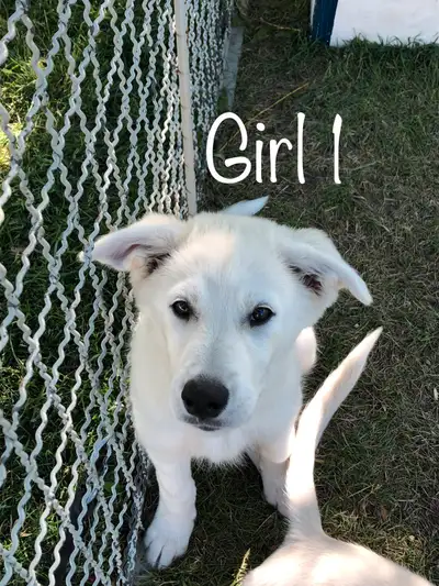 2 left ready to go!! Great Pyrenees + Husky puppies, View more