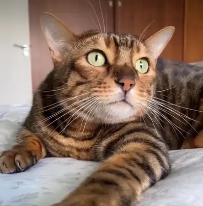 Cat Sitter/ Pet Boarding at Low Cost , View more
