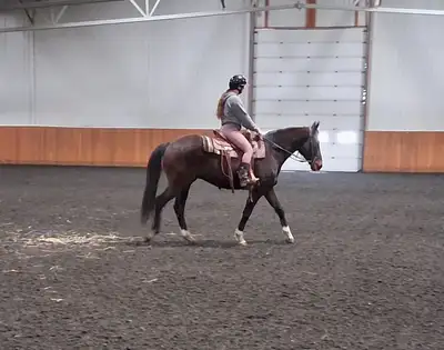English/Western/Dressage/ Hunter 16:2hh Flashy 5 yr  gelding, View more
