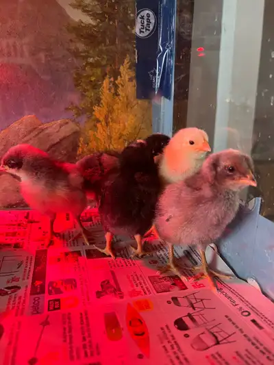silkie, quail and chickens- CHICKS AND HATCHING EGGS- , View more