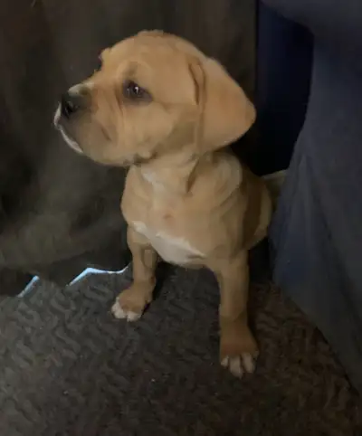 Great Pyrenees x Mastiff Puppies – $500 – Must Go! Adorable Great Pyrenees x Mastiff puppies ready f...