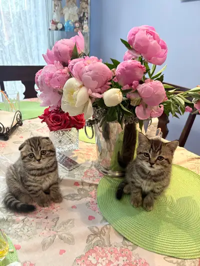 Purebred Scottish Fold Kittens, View more
