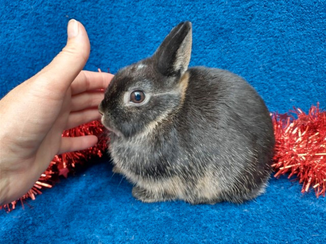 EXTRAORDINARY Netherland dwarf,Holland lop,lionhead bunny rabbit in Small Animals for Rehoming in Ottawa - Image 2