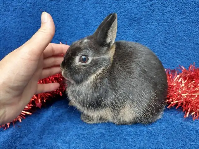 EXTRAORDINARY Netherland dwarf,Holland lop,lionhead bunny rabbit in Small Animals for Rehoming in Ottawa - Image 4