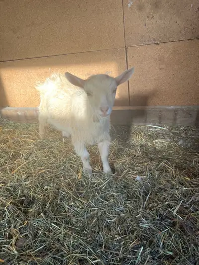 Meet our adorable Nigerian Dwarf Goat! This little one is full of charm and looking for a new home....