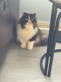 Extreme flat face calico persian female 