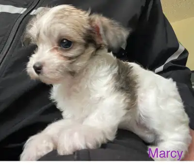All puppies adopted 6 Adorable Chinese crested / Yorkie puppies., View more