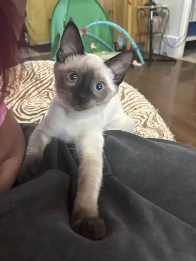 Beatiful Balinese Kittens for Rehoming!, View more