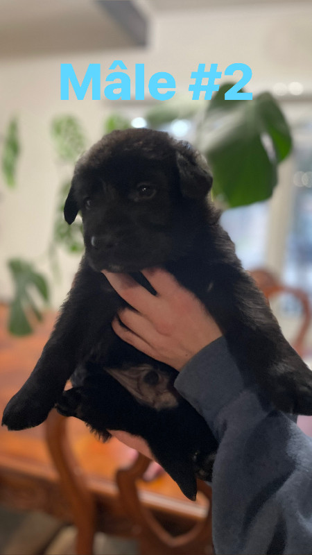 Chiots berger allemand x labrador dans Chiens et chiots à adopter  à Ville de Montréal - Image 4