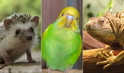 Seeking Exotic Pet Owners for Paid Interview, View more