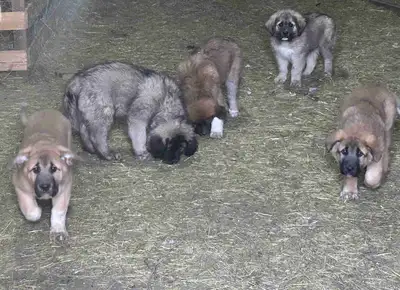 Acreage Puppies, View more