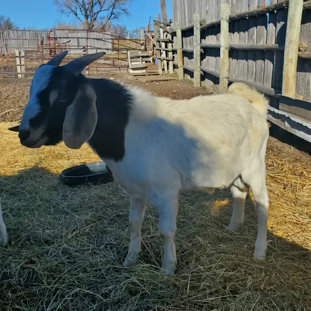 Goat kids/butcher/breeding | Livestock | Brandon | Free local ...