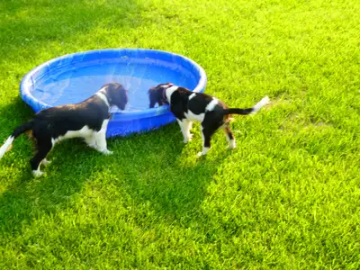 Cavalier King Charles Tricolor Purebred Puppies, View more
