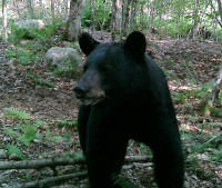 Bear Hunt...now booking Fall 2024....2 1/2 hrs N. of Toronto