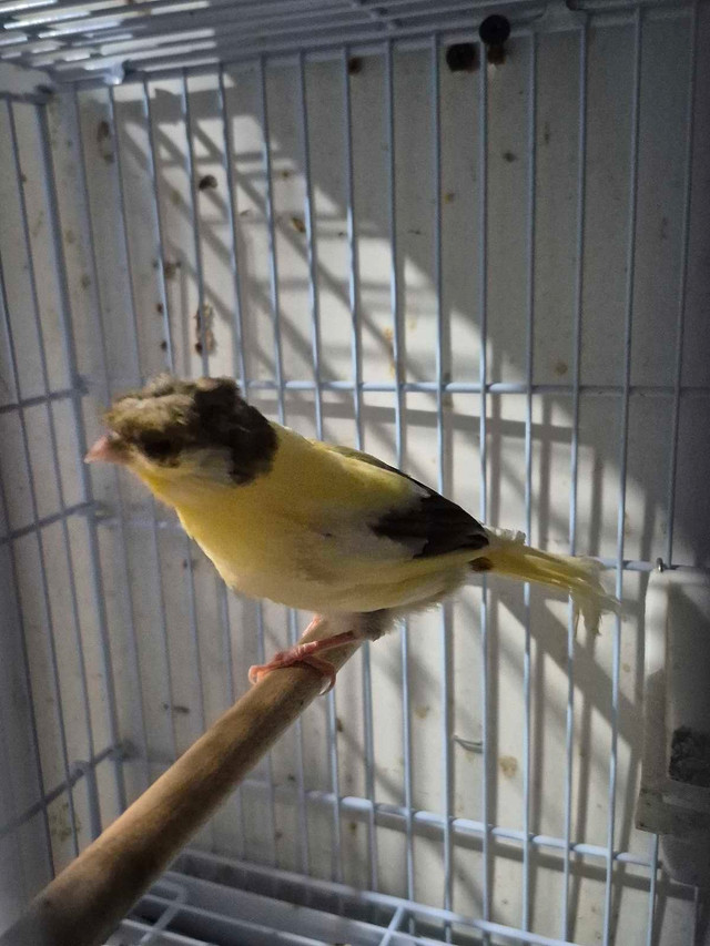 Male canary $100 in Birds for Rehoming in London