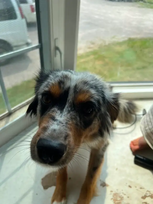 Mini Australian Sheperd520776604231946243