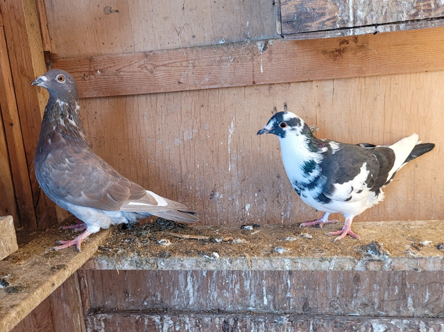 Homing Pigeons in Other in Portage la Prairie - Image 2